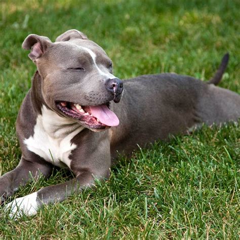  The American Pit Bull Terrier might also experience spinal cord disease and hip dysplasia, as well as kneecap dislocation, congenital heart defects , congenital eye defects, and particularly a predisposition to cataracts